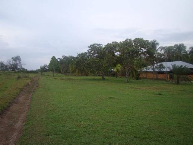 VENTA FINCA EN LA PRIMAVERA - VICHADA - CON ACACIA MANGIUM