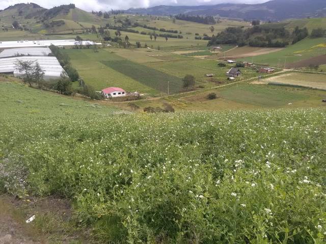 VENTA FINCA CHOCONTA. OPORTUNIDAD