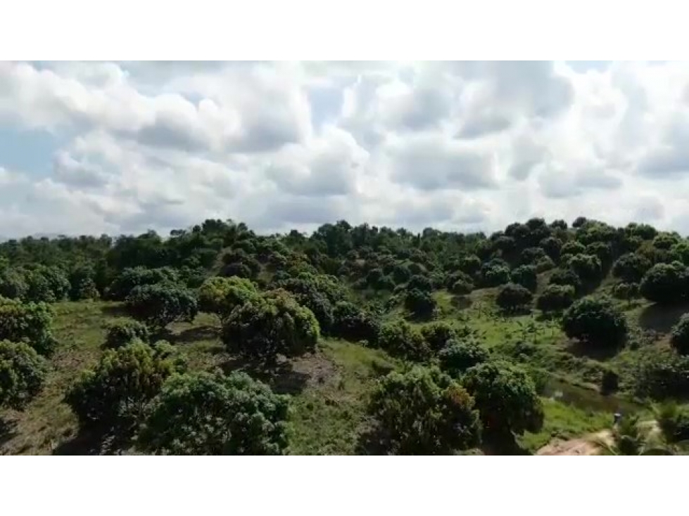 VENDO FINCA AGRÍCOLA PRODUCTIVA DE 200 HA CON PRECIO DE OPORTUNIDAD