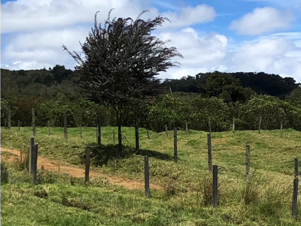 VENDO FINCA LECHERA AMPLIA DE BAJO COSTO EN EL NORTE DE ANTIOQUIA