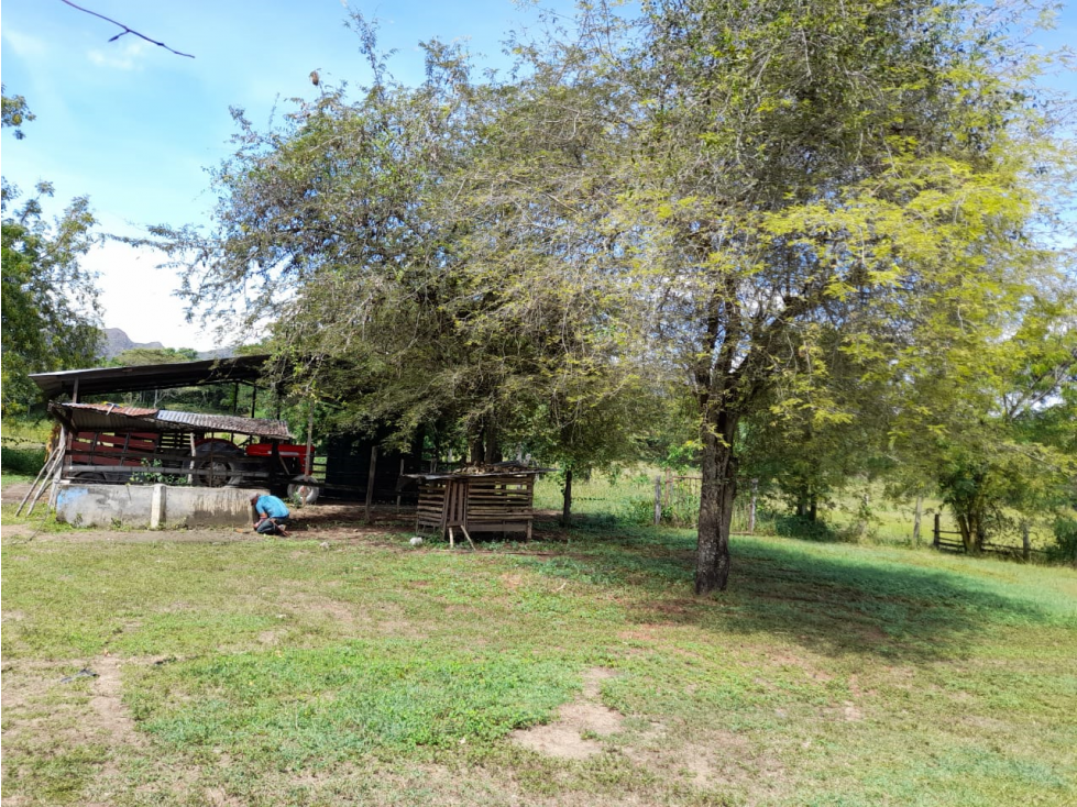 Vendo excelente finca con 1100 arboles de mango, 3 lagos, quebrada