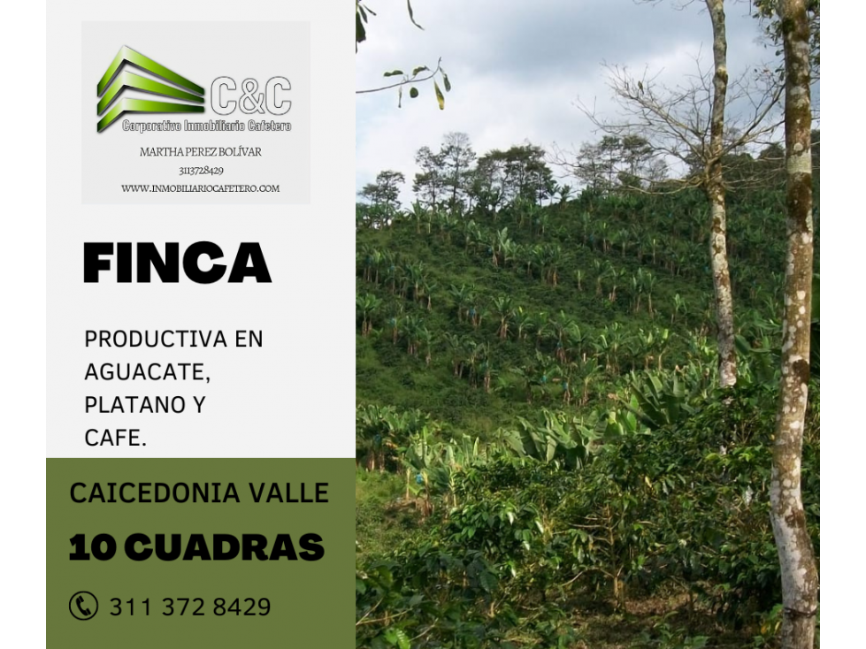 FINCA PRODUCTIVA EN CAICEDONIA VALLE 4912