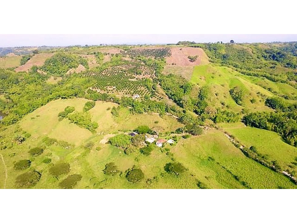 Finca ganadera grande en venta Quimbaya 4550