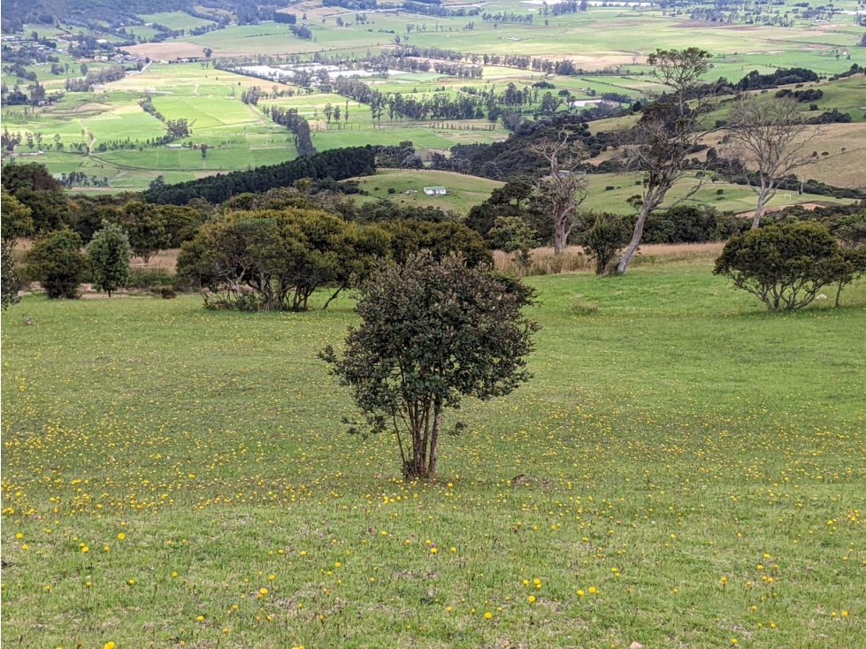 Hermoso lote en chia, montevioleta