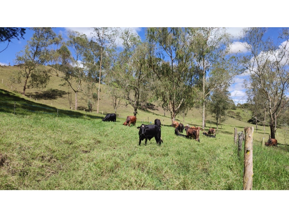 Finca, terreno para venta Vía Rionegro - Carmen de Viboral parcelar