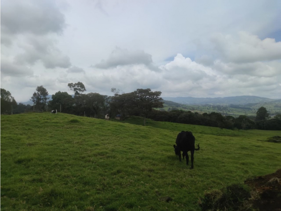 Lotes en San Pedro De Los Milagros Vereda Cerezos