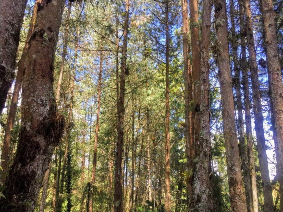 Venta de finca en La Unión, Antioquia