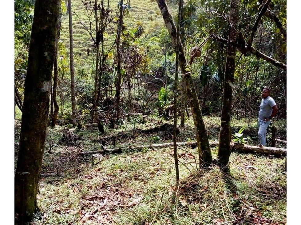 VENTA LOTE DE 5.200 MTS2 EN LA VÍA PORCE-YOLOMBÓ CISNEROS