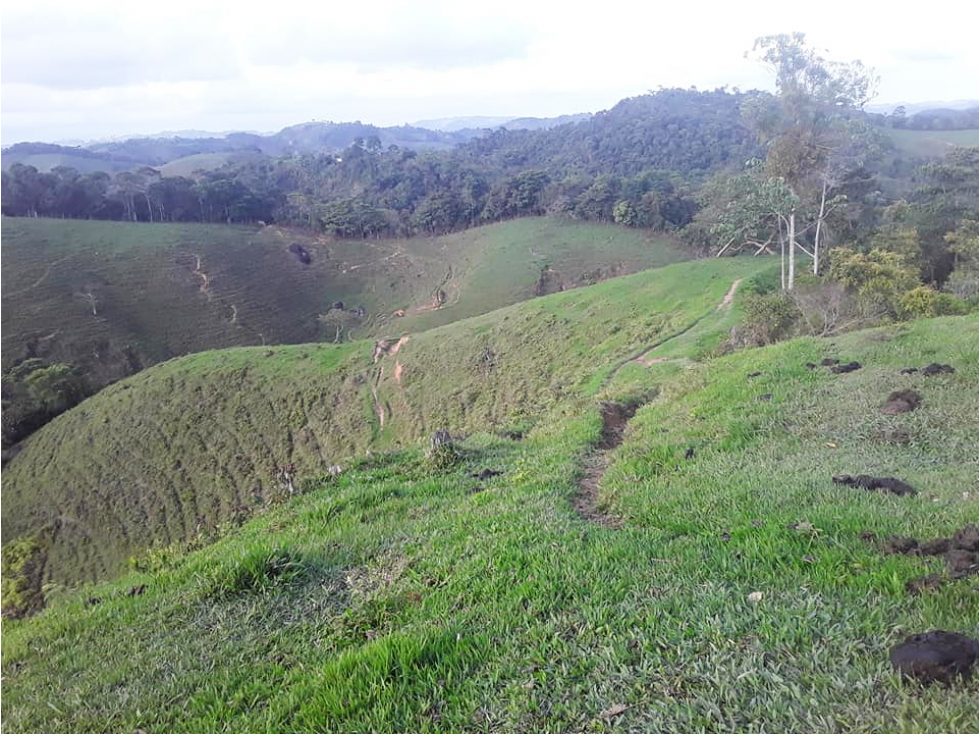 FINCA 250 HECTÁREAS EN YOLOMBO ANTIOQUIA