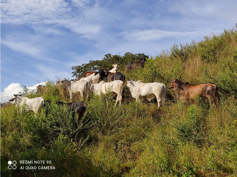 FINCA EN VENTA  CAICEDONIA  VALLE