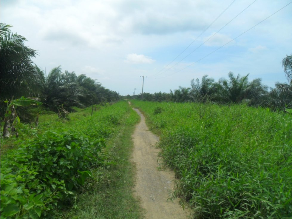 EN VENTA PARCELA EN EL SABANAL MONTERIA COLOMBIA