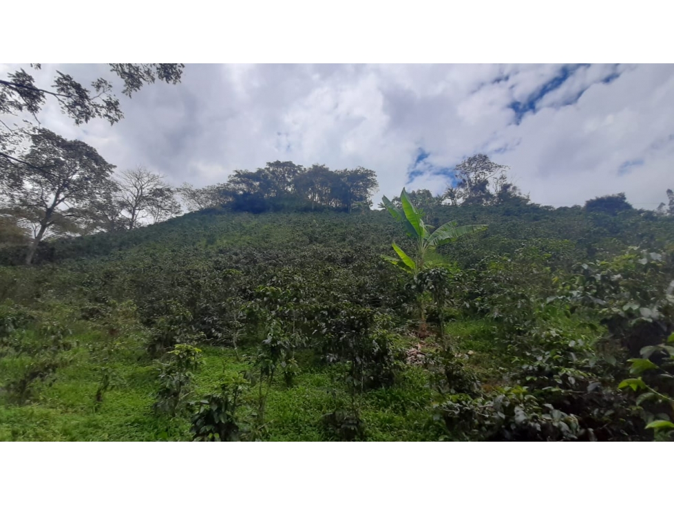 Se vende Finca en Vda Río Gris Génova