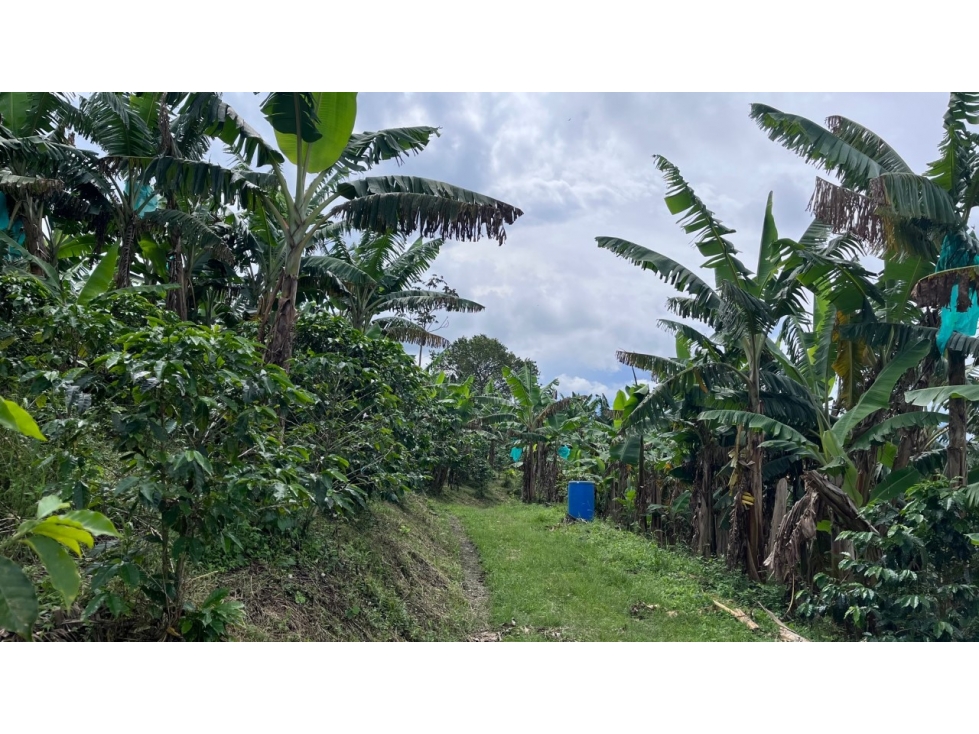 VENTA DE FINCA EN QUIMBAYA - QUINDIO - COLOMBIA