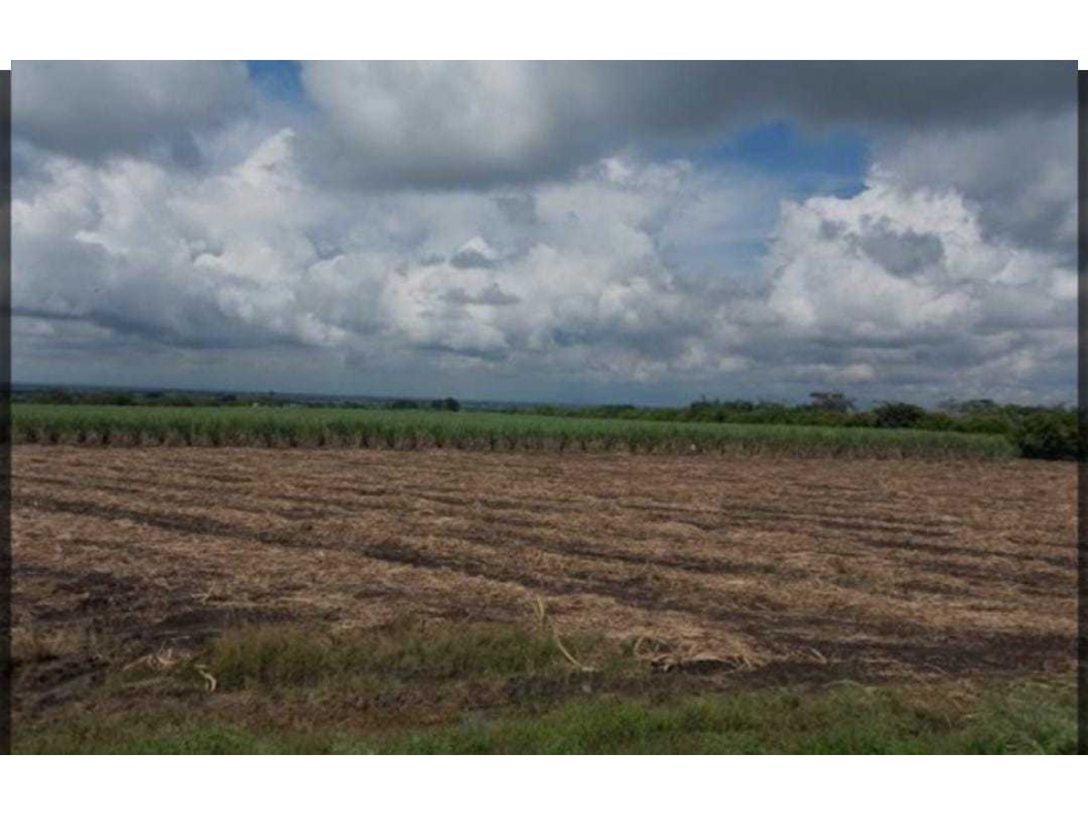 VENTA DE FINCA CAÑERA - GINEBRA - VALLE DEL CAUCA